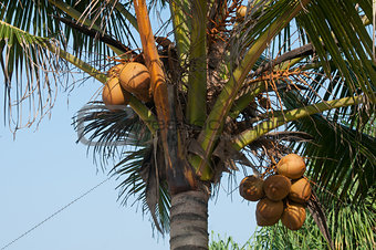 Coconuts Hanging on Palm Tree