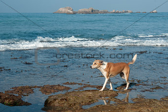 dog living near the ocean