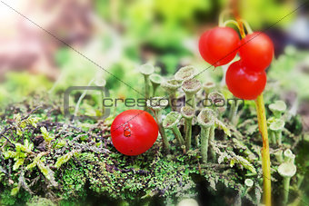 little green mushrooms and red berries on the moss on natural gr