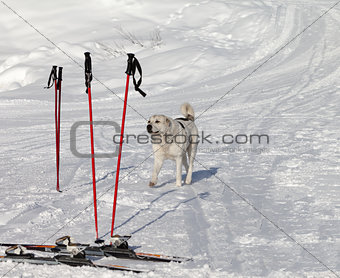 Dog and skiing equipment on ski slope at nice day