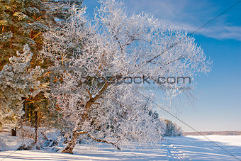 Tree in inei stands by the frozen lake