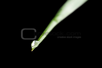 Dewdrop on grass blade
