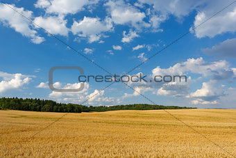 Summer landscape with a field and blue sky