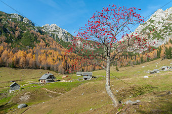 Rowan tree on mountain meadow