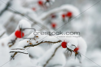 rosehip berries covered with snow