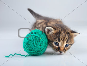 little kitten playing with a ball