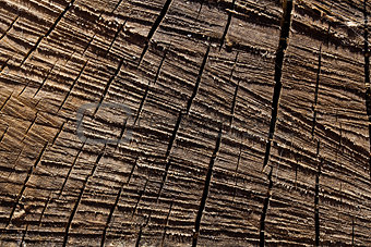 Macro sawed and dry wood texture with details