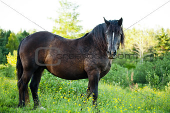Side View of a Beautiful Strong horse in nature