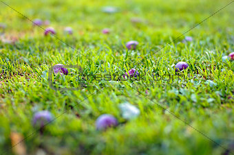 Violet and purple plum on the green grass