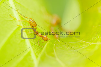 red ants teamwork 