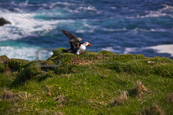 Puffin flapping wings