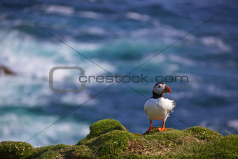 Puffin on a lookout