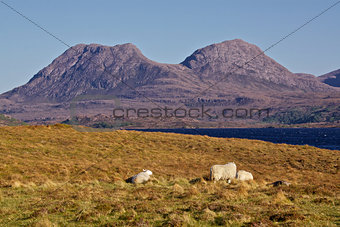Sheep grazing in Scotland