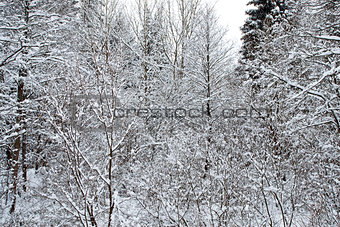 Branches of trees in the forest in winter