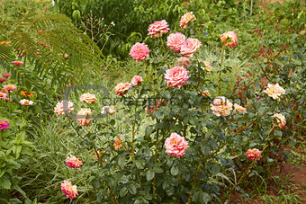 Rose and other flowers in flowerbed