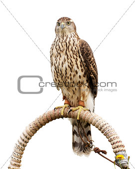 Falcon sitting on support