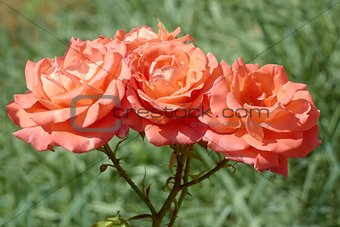 Three coral roses