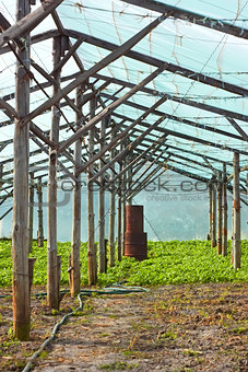 Wooden film greenhouse after harvest