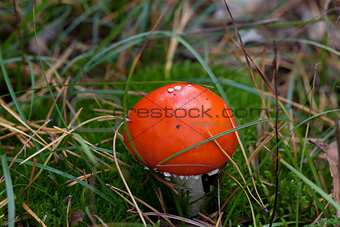 Amanita muscaria mushroom in moss