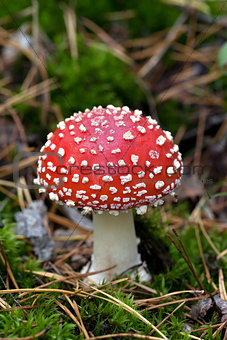 Fly agaric (Amanita muscaria) in moss