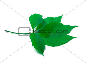 Green virginia creeper leaves on white background