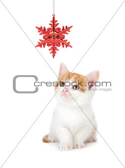 Cute Orange and White Kitten Playing with a Christmas Ornament o