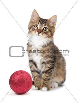Cute kitten sitting next to a Christmas Ornament on a white back