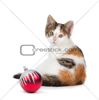 Cute calico kitten sitting next to a Christmas Ornament on a whi