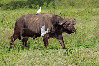 African buffalo with egrets