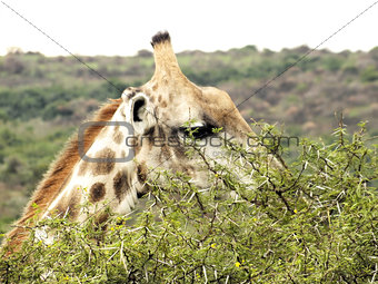 Giraffe eating an acacia tree
