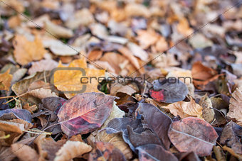 fall leaves texture background