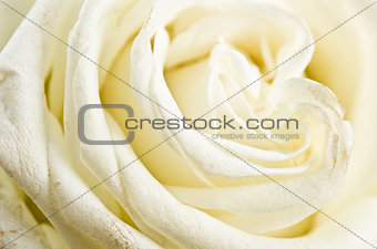 Petals of a white rose a close up