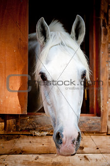 head white racehorse looks out of the window stall