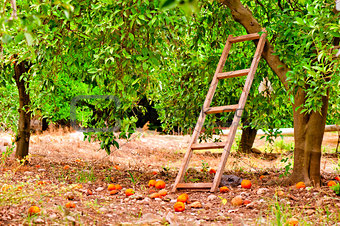 harvest on orange citrus trees in the garden and a staircase at the tree