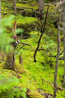 Tree Moss Deep in a Wild Forest.