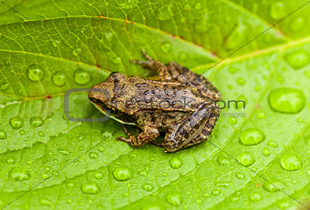 Miniature from sitting on a Wet Leaf