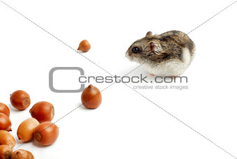 hamster sits surrounded by acorns