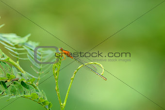 Ischnura senegalensis