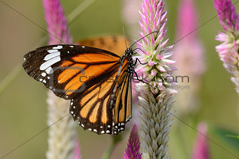 Common Tiger butterfly (Danaus genutia)