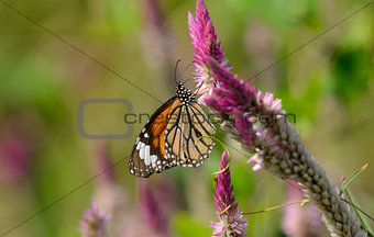 Common Tiger butterfly (Danaus genutia)