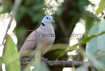male Red Turtle-Dove (Streptopelia tranquebarica)