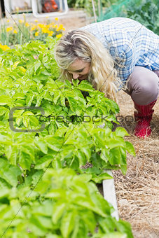 Pretty young woman working in the garden