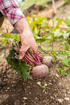 Man holding fresh beetroot