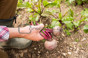 Man holding fresh out of the ground beetroot