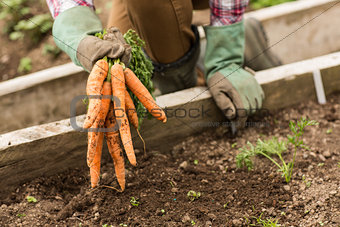 Man pulling carrots from the earth