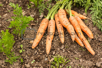 Some carrots lying on the ground