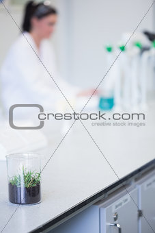 Young plant on table with blurred researcher in background