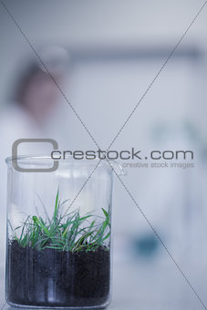 Close up of a young plant on table at lab