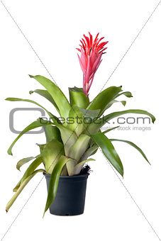 Bromeliad  plant in flower pot