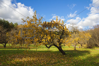 Apple orchard in autumn.